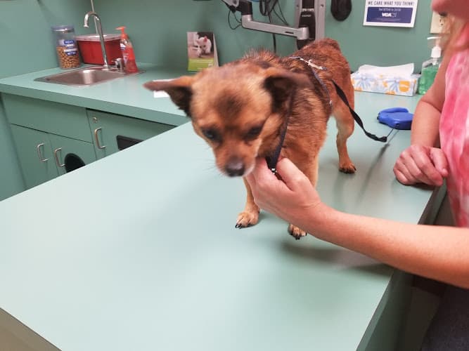 Dog day care center VCA Pacific Avenue Animal Hospital Tacoma