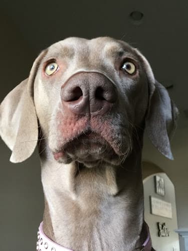 Dog day care center VCA Pet Medical Center Temecula