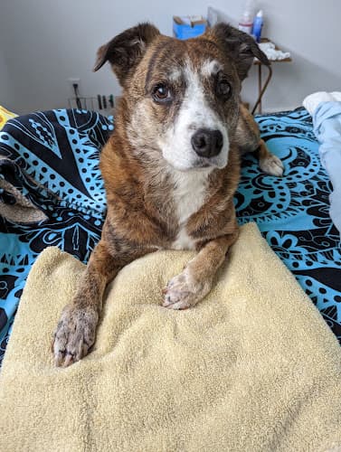 Dog day care center VCA PetCare East Veterinary Hospital Santa Rosa