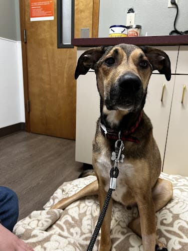 Dog day care center VCA Silver Lake Animal Hospital Everett