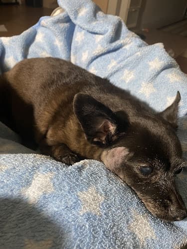 Dog day care center VCA Valley Oak Veterinary Center Chico