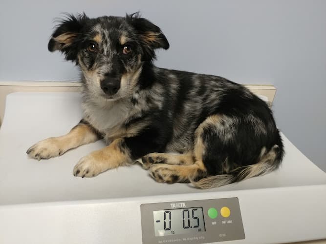 Dog day care center VCA West Seattle Veterinary Hospital Seattle