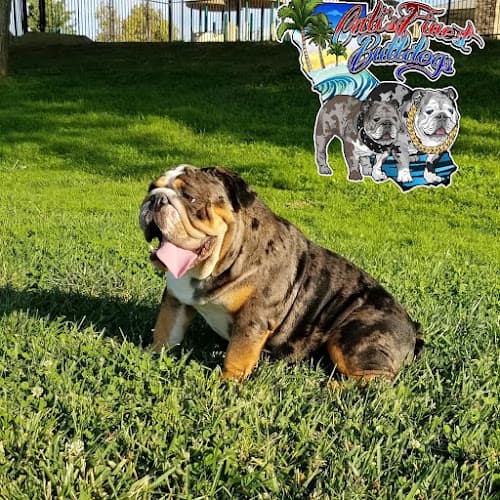 Dog day care center VCA Yorba Regional Animal Hospital Anaheim