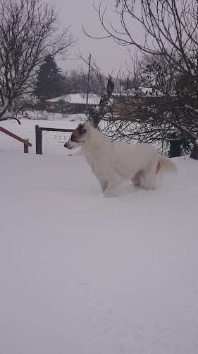 Dog day care center Veda's Dog Day Afternoon Seattle