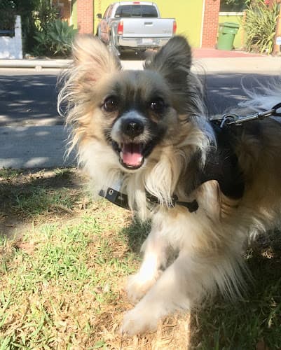 Dog day care center Venice Dog Boarding - The Next Best Thing to Home Sweet Home Los Angeles