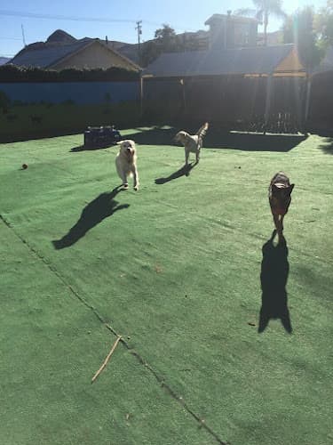 Dog day care center Ventura County Dog Boarding Oxnard