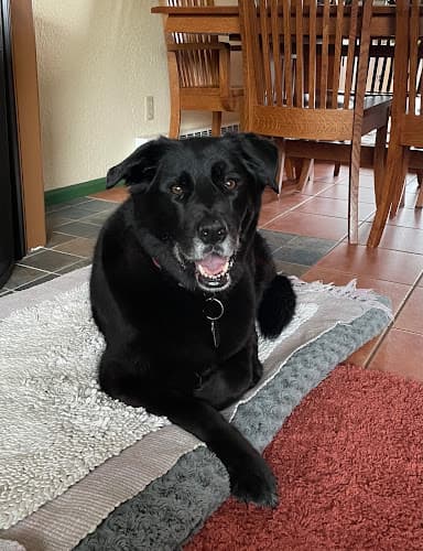 Dog day care center Veterinary Specialists of Alaska Anchorage