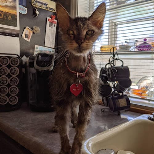 Dog day care center Victoria Animal Hospital Jurupa Valley