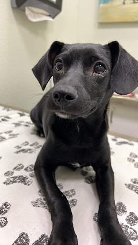 Dog day care center Vineyard Veterinary Hospital Temecula