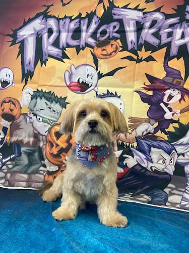 Dog day care center Vinjon's Kennel Yorba Linda West Covina