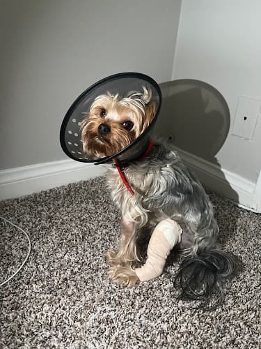 Dog day care center VIP Veterinary Services Santa Clarita