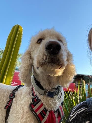 Dog day care center Vista Veterinary Hospital Vista