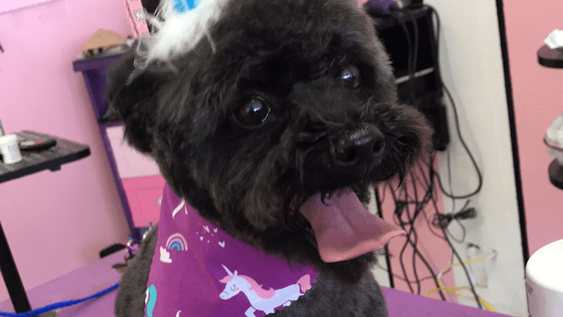 Dog day care center Viva la Pooch - Pet Salon Vista