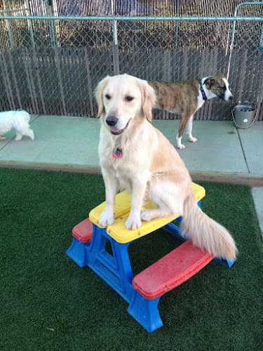 Dog day care center Wacky Wags Natural Pet Chico