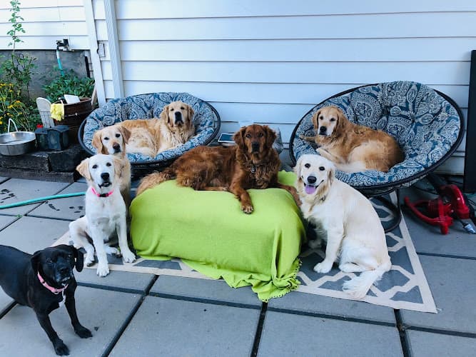 Dog day care center Wag Along Pet Care Portland