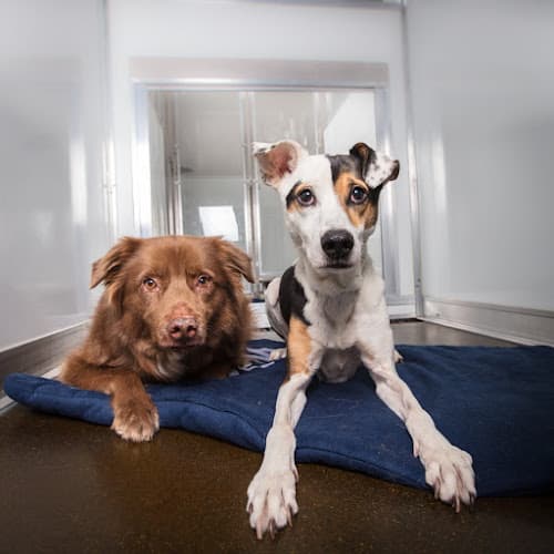 Dog day care center Wag Hotels Los Angeles