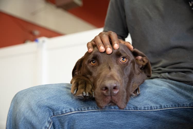 Dog day care center Wag Hotels Sacramento