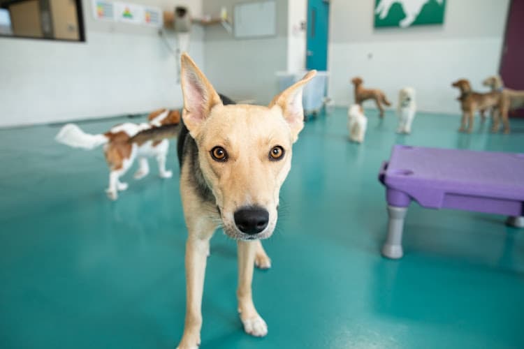 Dog day care center Wag Hotels Santa Clara