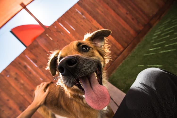 Dog day care center Wag Hotels Santa Clara