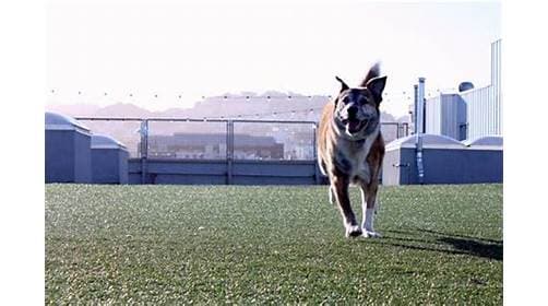 Dog day care center Wag Hotels Santa Clara