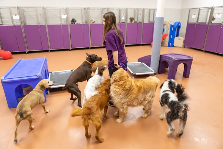 Dog day care center Wagly Veterinary Hospital & Pet Campus | Blossom Hill San Jose