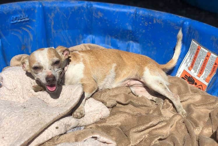 Dog day care center Wags And Whiskers Pet Rescue Chico