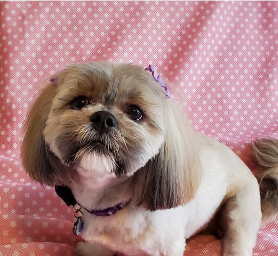 Dog day care center Wags Doggie Salon Rancho Cucamonga