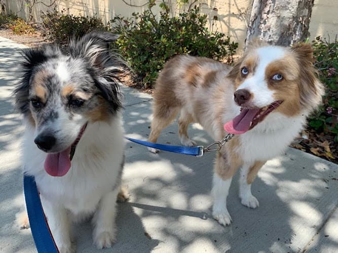 Dog day care center Wags N Whiskers Pet Care Carlsbad