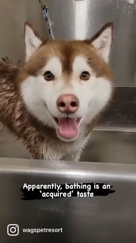 Dog day care center Wags Pet Resort - Sherwood Portland