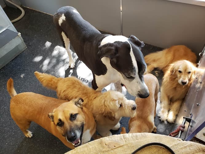 Dog day care center WAGS San Francisco