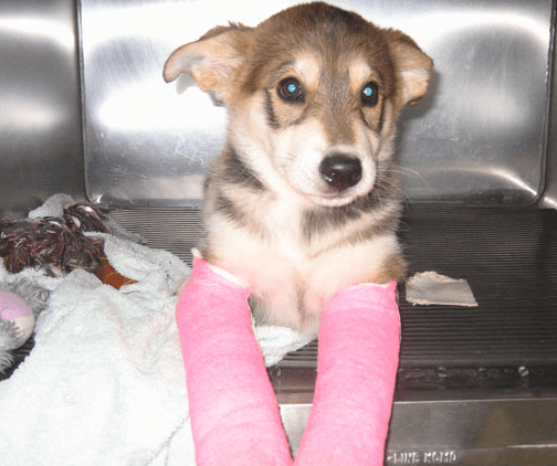 Dog day care center Walker Veterinary Hospital Stockton