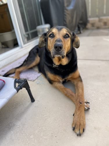 Dog day care center Ware Woof Pet Resort Vista