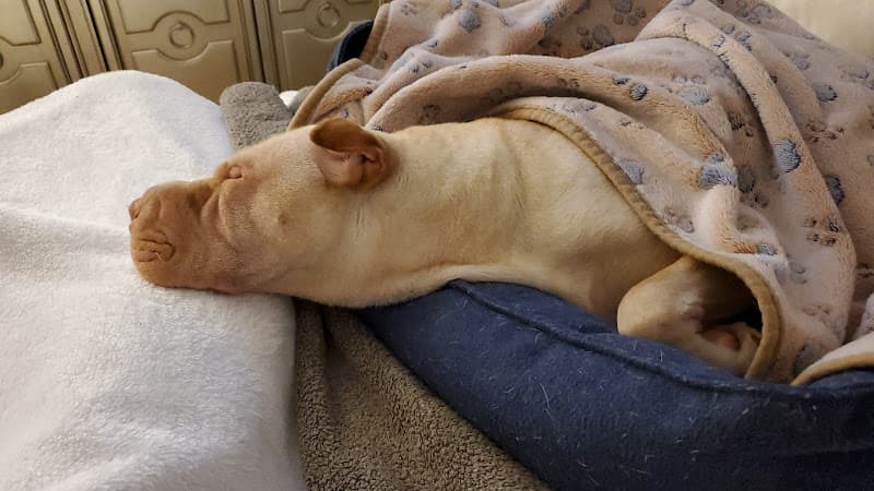 Dog day care center Warner West Pet Clinic | Huntington Beach Veterinarian Huntington Beach