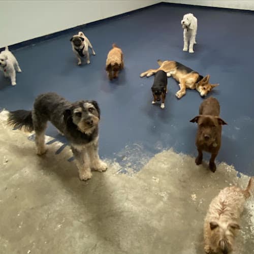 Dog day care center We Dog Care San Jose