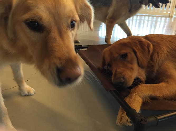 Dog day care center We Dog Care Santa Clara