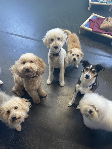 Dog day care center We Love Dogs! Daycare Oakland