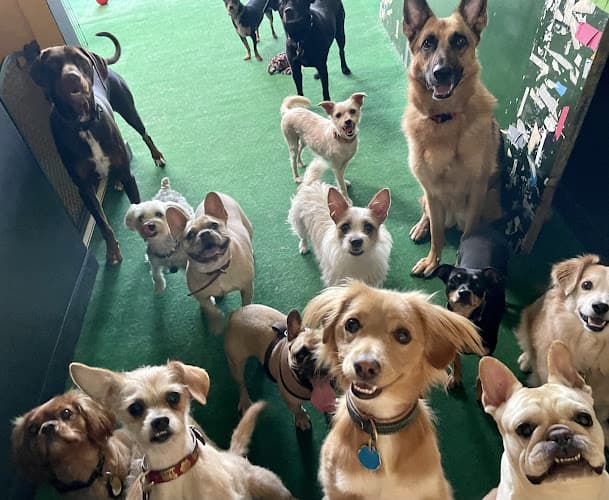 Dog day care center We Love Dogs LA Los Angeles