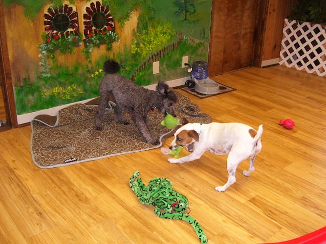 Dog day care center Wee Tails Play Care and Training, LLC Bend