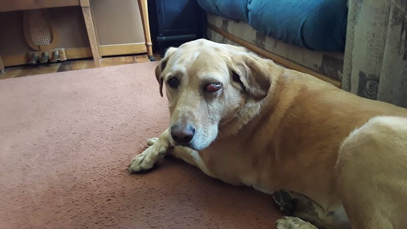 Dog day care center WellHaven Pet Health Cedar Hills Beaverton