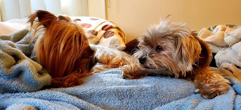 Dog day care center West Covina Pet Hospital West Covina