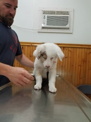 Dog day care center West Highland Dog & Cat Hospital San Bernardino