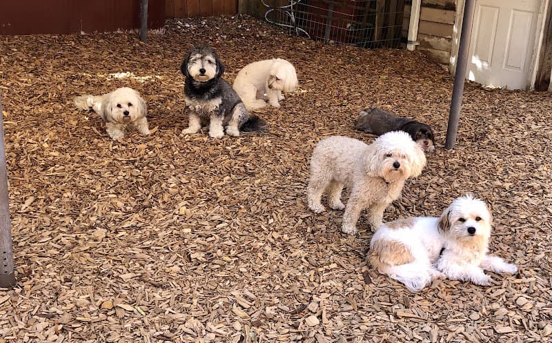 Dog day care center West Seattle Dog House Daycare Seattle