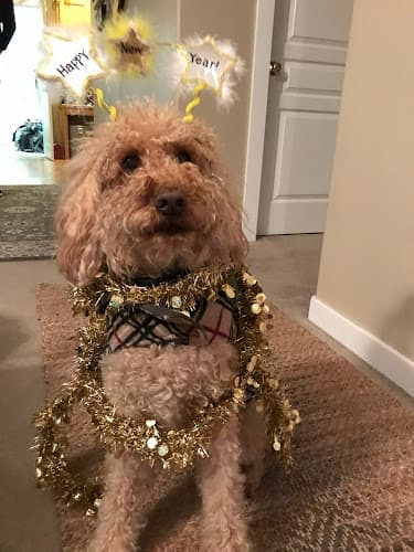 Dog day care center Westside Pet Hospital Bend