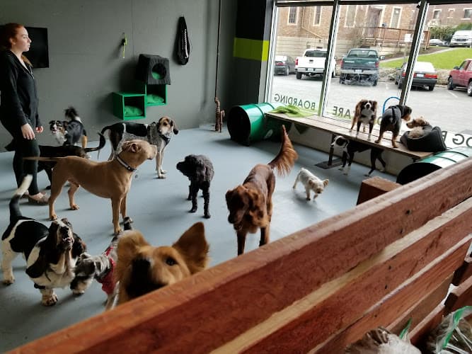 Dog day care center Wet Noses Dry Paws Tacoma