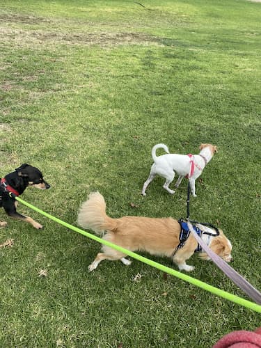 Dog day care center WHAT'S UP DOG PET SITTING SERVICES Huntington Beach