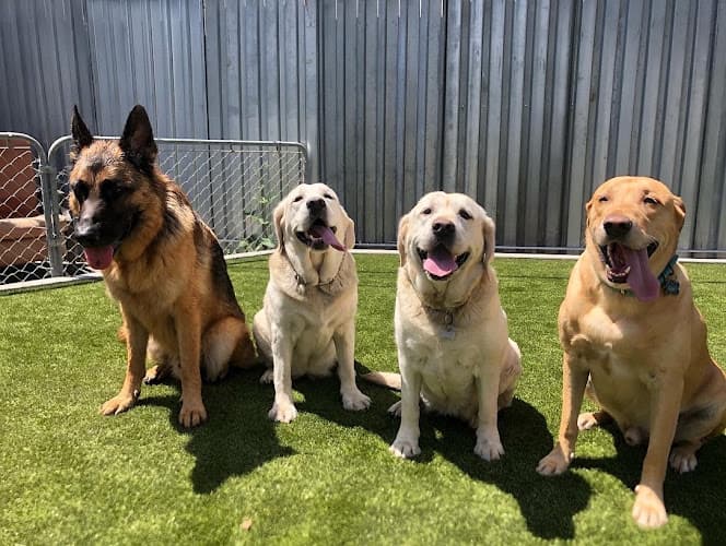 Dog day care center Whitaker Dog Day Camp - Dog Daycare and Boarding Burbank