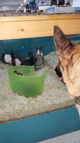 Dog day care center Whitie's Pets Fresno