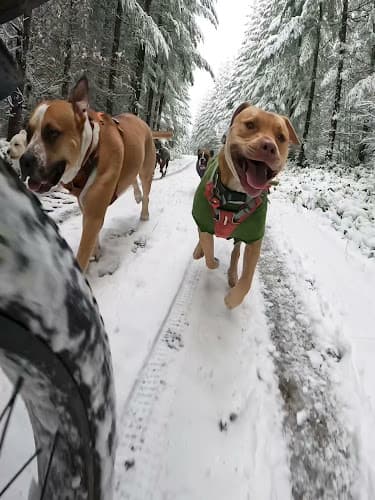 Dog day care center Wild Pup Adventures Hillsboro