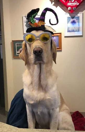 Dog day care center Wildwood Animal Hospital Gresham