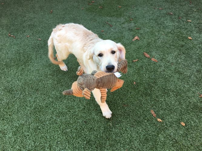 Dog day care center Willow Glen Paws San Jose